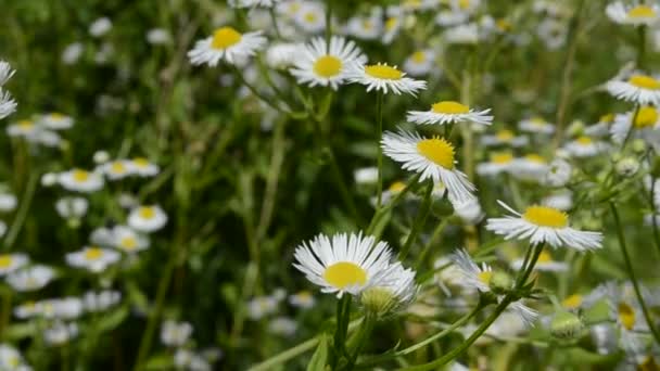 Blumen Auf Dem Feld Makro Insekten Die Sommer Schießen — Stockvideo