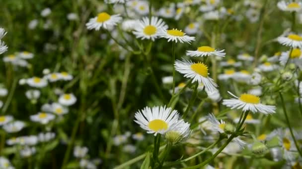 Bloemen Het Veld Macro Insecten Schieten Zomer — Stockvideo