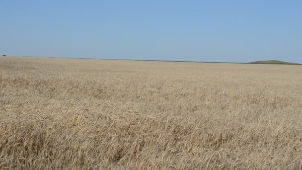 Пшеничное Поле Пшеница Против Неба — стоковое видео