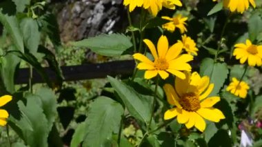 Ormanda çiçekler. Orman geçmişi, doğa..