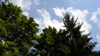 Orman geçmişi, doğa. Ormandaki ağaçlar