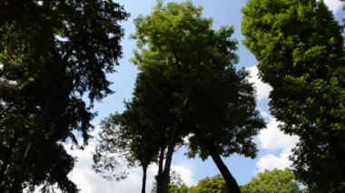 Ağaçlar gökyüzüne karşı. Lviv, Ukrayna. Mavi gökyüzüne karşı çam tacı