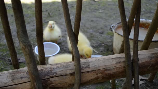 Fluffy Birds Geese Shooting July — Stock Video