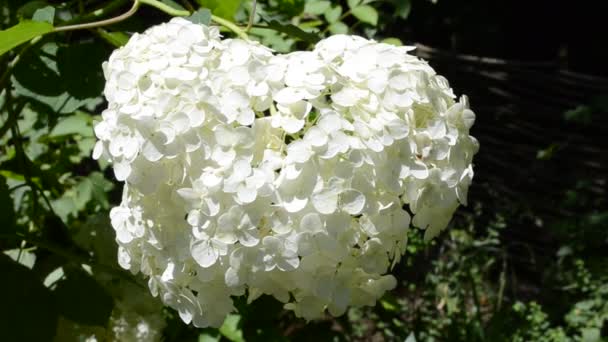 Flores Brancas Tiro Verão — Vídeo de Stock