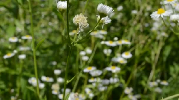 Bosachtergrond Natuur Schieten Van Bloemen Het Bos Een Veld — Stockvideo