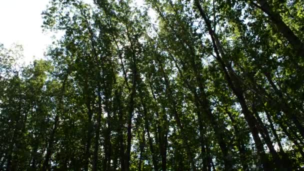 Drzewa Lesie Tło Lasu Przyroda — Wideo stockowe