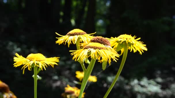 Съемки Летом Днем Макро Желтые Цветы Лесу — стоковое видео