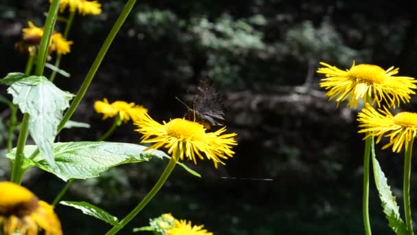 Insecten Schieten Zomer Schieten Zomer Middag Macro — Stockvideo