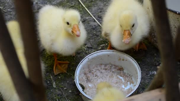 Gänse Abschuss Juli Flauschige Vögel — Stockvideo