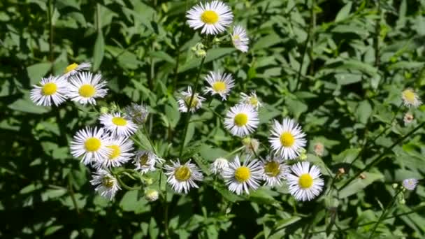 Flores Silvestres Disparos Verano Por Tarde — Vídeos de Stock