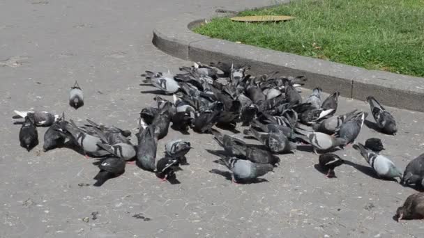 Şehirde Güvercinler Var Güvercin Sürüsü Bir Yem Arıyor — Stok video