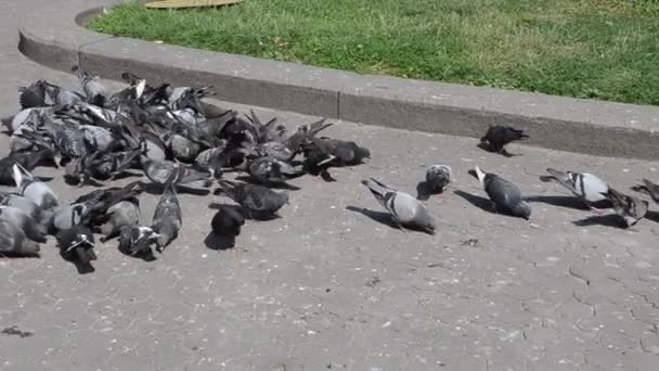 Meute Pigeons Cherche Fourrage Pigeons Dans Ville — Video