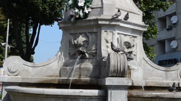 Tauben Auf Einer Statue Lemberg Ukraine Statue Der Jungfrau Maria — Stockvideo