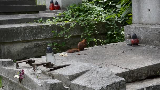 Eichhörnchen Auf Einem Grab Lemberg Ukraine Lytschakowski Friedhof Der Historische — Stockvideo