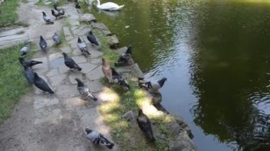 Kuğular ve güvercinler. Yaz manzarası
