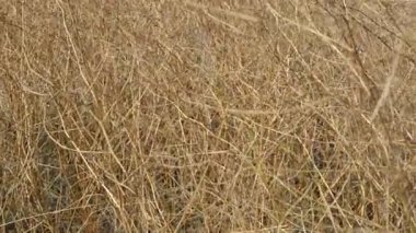 Kuru çalıların dalları. Sarı renkli kuru çalıların dalları