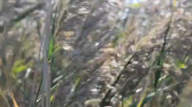 Cane doğrudan ışıkta. Bir sürü baston ve güneş var.