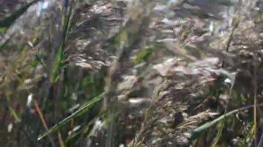 Makro kamış atışı. Baston içinde çok fazla tohum var.
