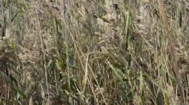 Cane sahada. Çubuk alanı