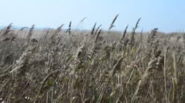 Çubuk tarlası. Gökyüzüne karşı kadife kulaklar