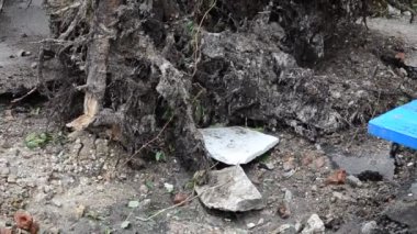 Bir kasırga tarafından koparılmış bir ağacın kökleri. Kasırgadan sonra.