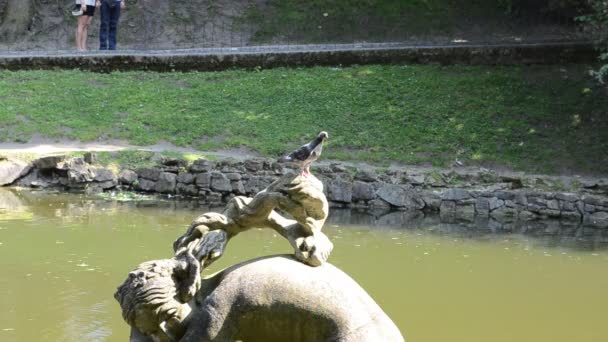 Taube Auf Einer Statue Lemberg Ukraine Natur Und Kunst — Stockvideo