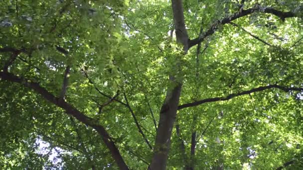 Magnifique bois d'été. Tournage en été 
