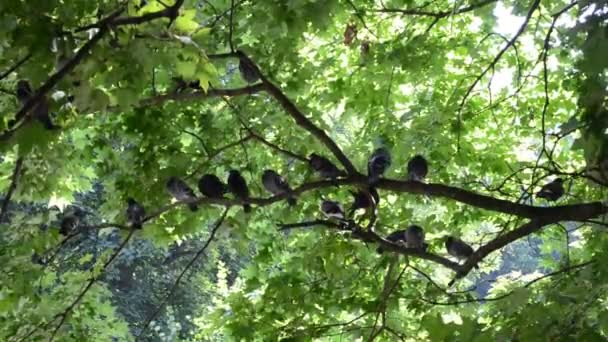 Paquete Palomas Palomas Parque — Vídeos de Stock