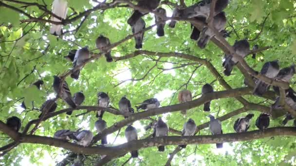 Vögel Auf Einem Ast Tauben Sommer — Stockvideo