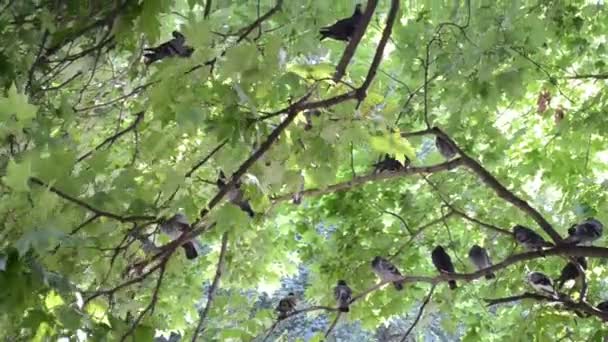 木の上に鳩がたくさんいる 枝の上の鳩 — ストック動画
