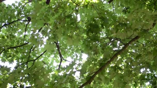 Tournage en juillet. Feuilles contre le ciel 