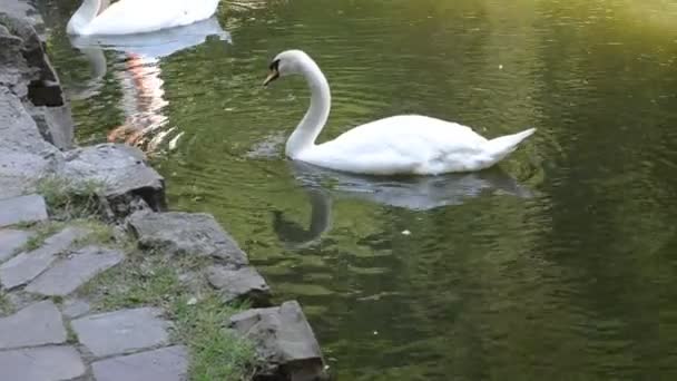 Cisnes Numa Lagoa Tiro Parque — Vídeo de Stock
