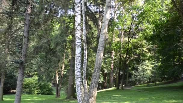 いい公園だ 高い木の撮影 — ストック動画