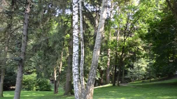 Beau Parc Tir Arbres Hauts — Video