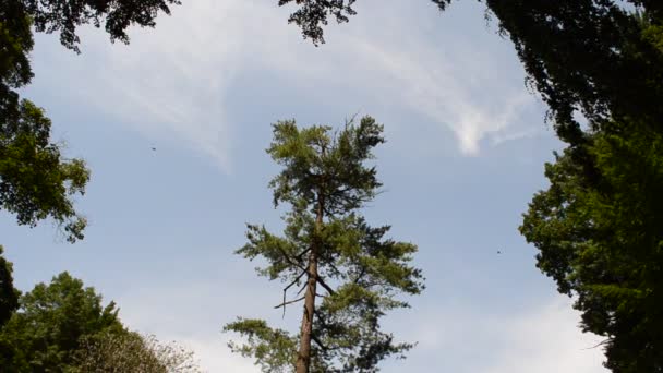 Чудесное Летнее Дерево Топы Деревьев — стоковое видео