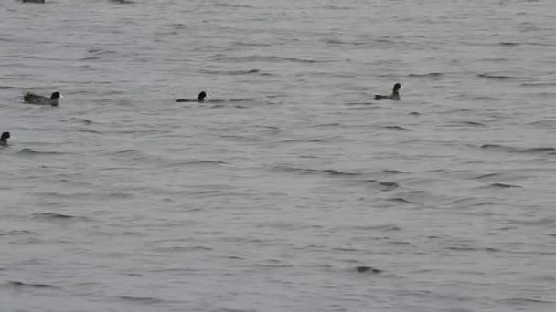 American Coot Fulica Americana Shooting September — Stock Video