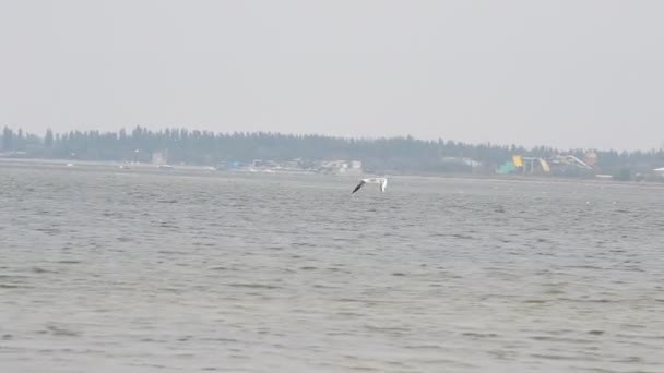 Flight Seagull Sea Shooting Conducting — Stock Video
