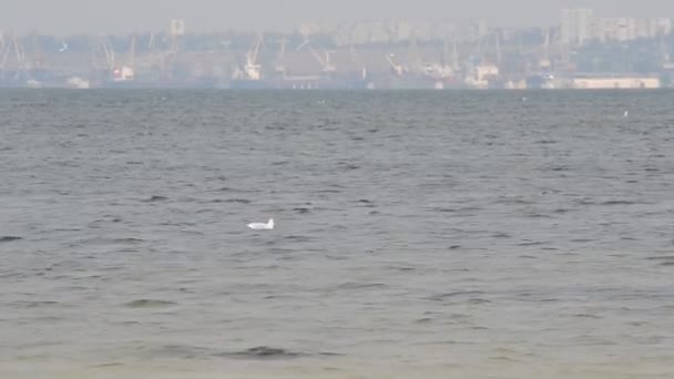 Puerto Ciudad Como Fondo Gaviotas Contra Ciudad — Vídeos de Stock