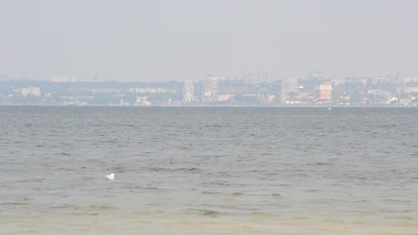 海鸥对着城市 港口和城市作为背景 — 图库视频影像