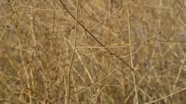 Trockene Zweige Von Büschen Trockene Büsche Gegen Starken Wind — Stockvideo