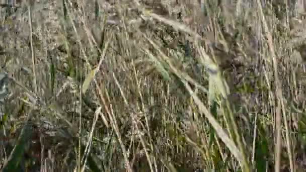 Schöner Rohrstock Schießen Bei Starkem Wind — Stockvideo