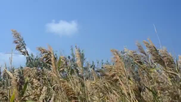 Riet Tegen Lucht Schieten Omstandigheden Van Een Sterke Wind — Stockvideo