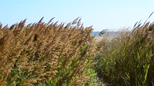 Het Veel Riet Riet Een Wind — Stockvideo