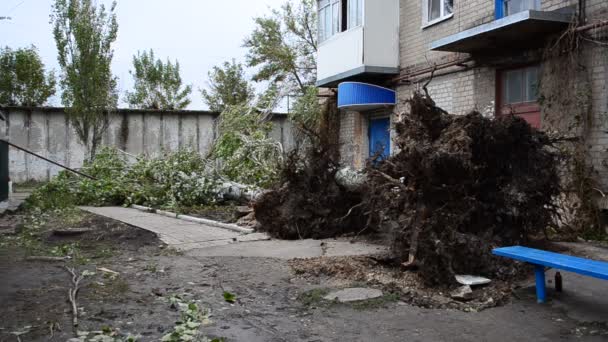 その木はハリケーンの後に転げ落ちた 木の大地と根 — ストック動画