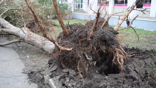 Uragano Abbatte Gli Alberi Sparatoria Conseguenze Uragano — Video Stock