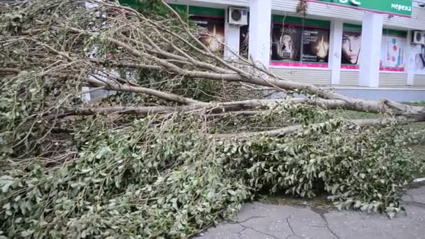 Geblokkeerde Weg Omgevallen Bomen Schieten Tijdens Een Wind — Stockvideo