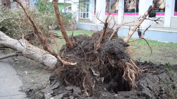 Shooting City Hurricane Tree Pulled Out Roots — Stock Video