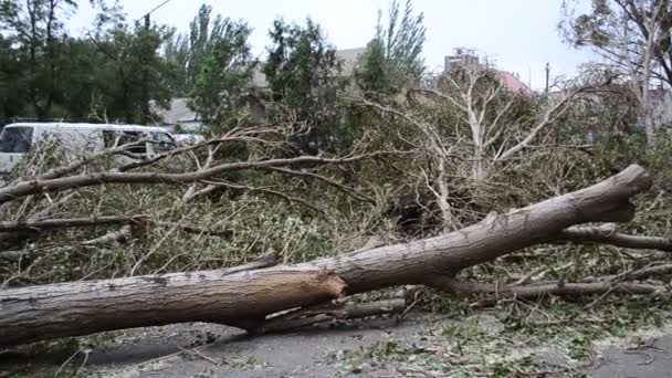 Після Урагану Зруйновані Дерева — стокове відео