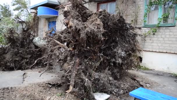 Fát Egy Hurrikán Dobta Udvar Egy Hurrikán Után — Stock videók