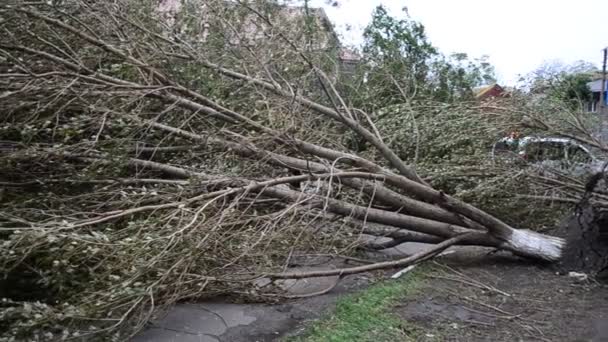 Fırtına Sonuçları Kasırgadan Sonraki Bahçe — Stok video